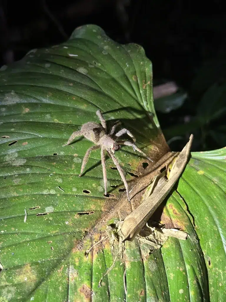 Araignée banane
