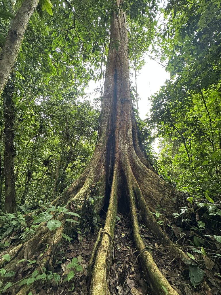 Faune et flore d'Amazonie