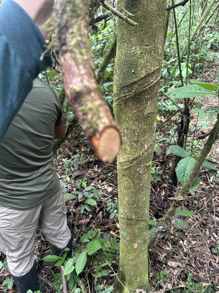 Aller en Amazonie