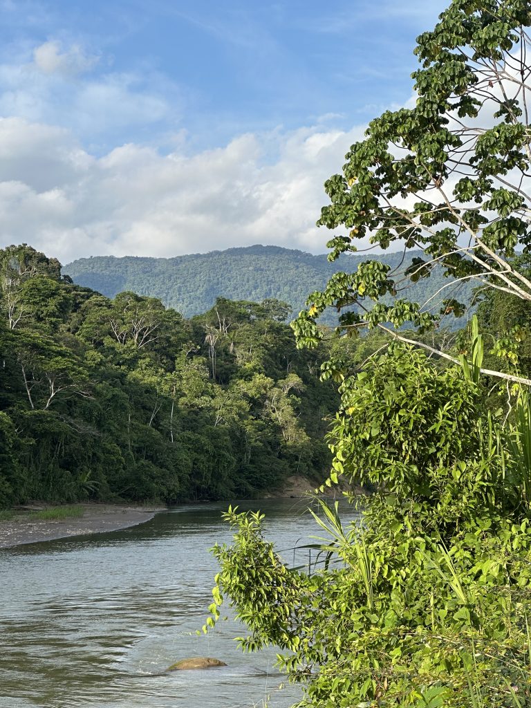 Forêt amazonienne