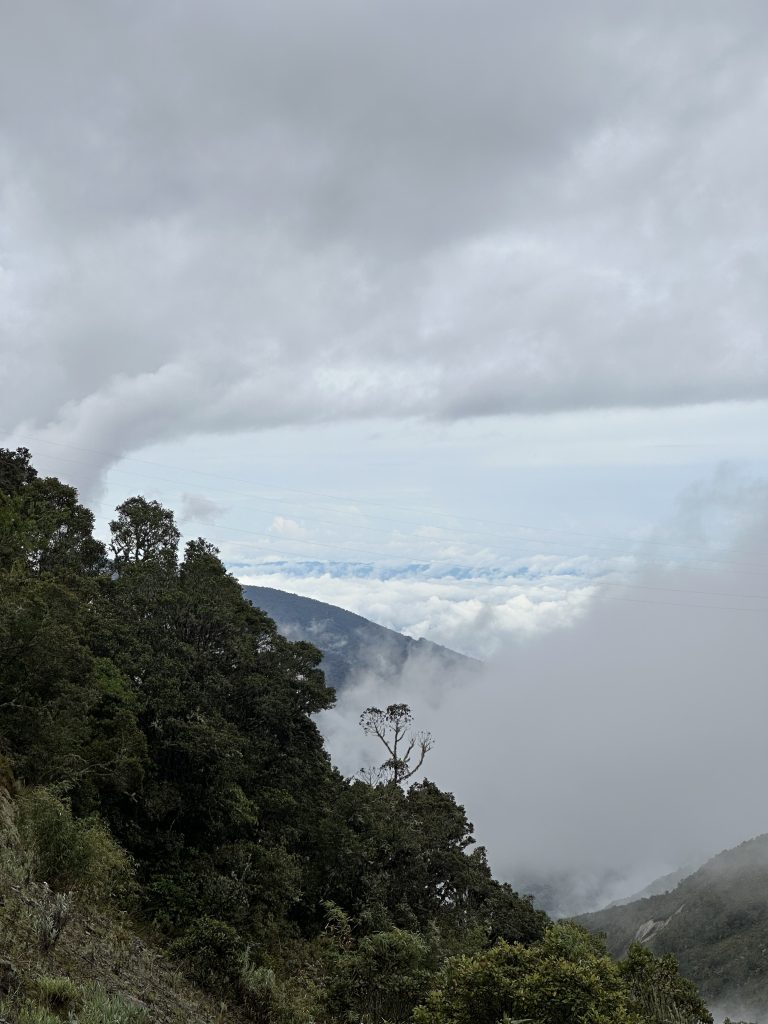 La forêt des nuages