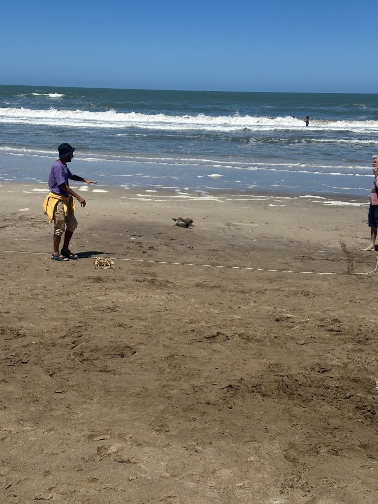 Phoque sur la plage
