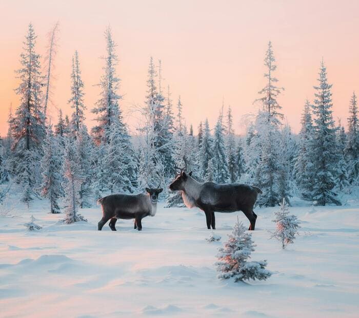 Laponie finlandaise