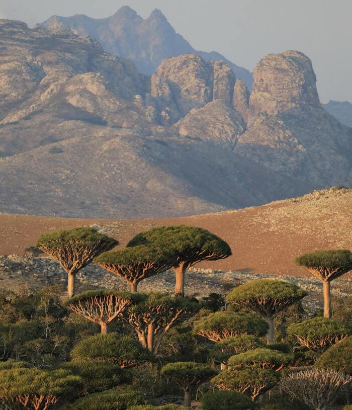 Peut-on voyager à socotra ?