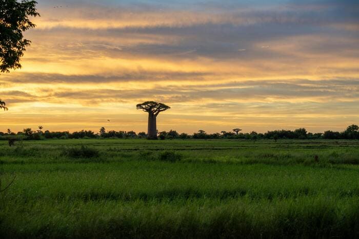 Baobab de Madagascar