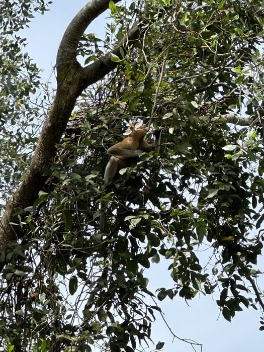 Singes nazik au Brunei
